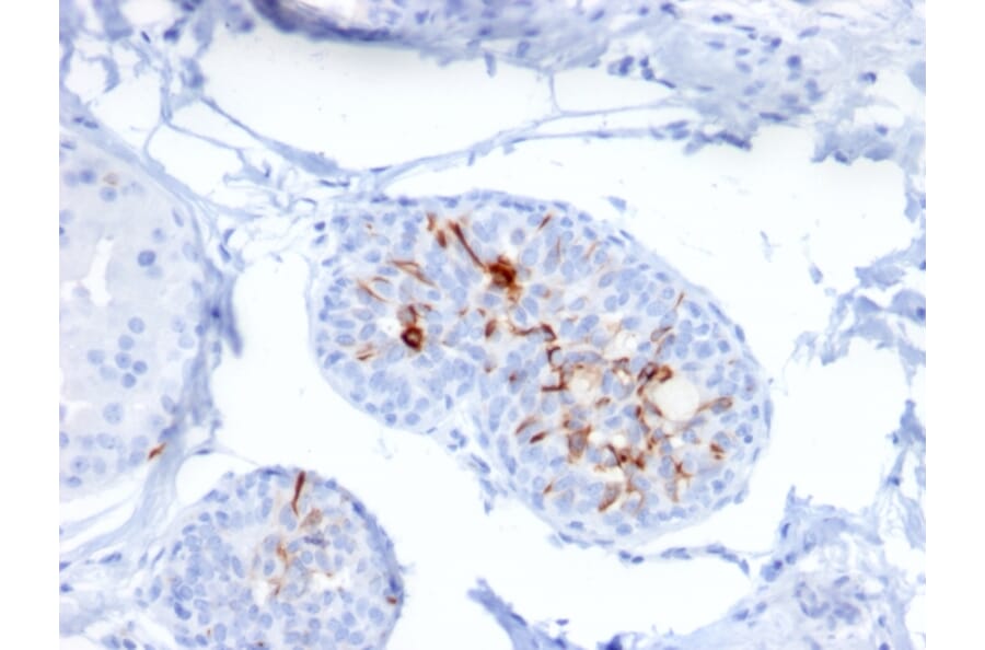 Immunohistochemistry - Anti-ZNF690 Antibody [ZSCAN29/2610] (A248279) - Antibodies.com