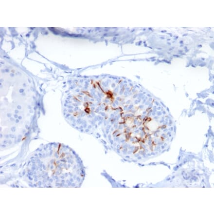 Immunohistochemistry - Anti-ZNF690 Antibody [ZSCAN29/2610] (A248279) - Antibodies.com
