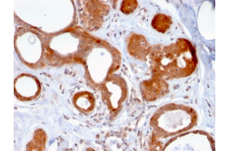 Immunohistochemistry - Anti-ZNF690 Antibody [ZSCAN29/2610] (A248279) - Antibodies.com