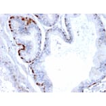 Immunohistochemistry - Anti-Cystatin A Antibody [CPTC-CSTA-1] (A248279) - Antibodies.com