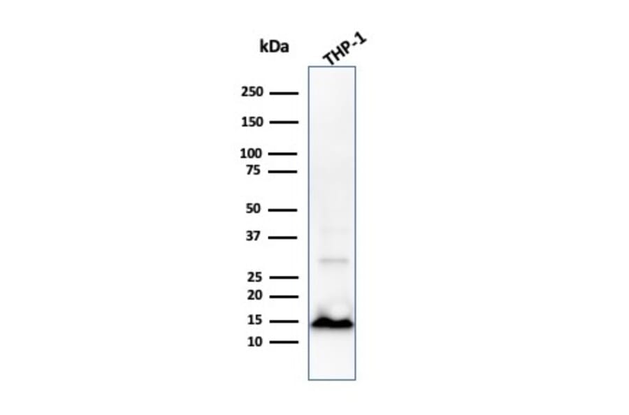 Western Blot - Anti-Cystatin A Antibody [CPTC-CSTA-1] (A248281) - Antibodies.com