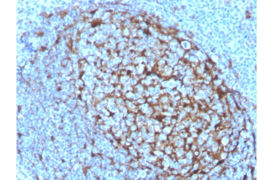Immunohistochemistry - Anti-Cystatin A Antibody [CSTA/3553] (A248283) - Antibodies.com