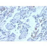 Immunohistochemistry - Anti-Cystatin B Antibody [CPTC-CSTB-3] (A248283) - Antibodies.com