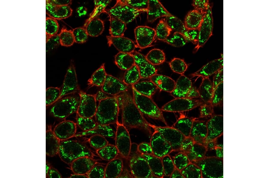 Immunofluorescence - Anti-CTBP2 Antibody [PCRP-CTBP2-1A9] (A248285) - Antibodies.com