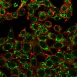 Immunofluorescence - Anti-CTBP2 Antibody [PCRP-CTBP2-1A9] (A248285) - Antibodies.com