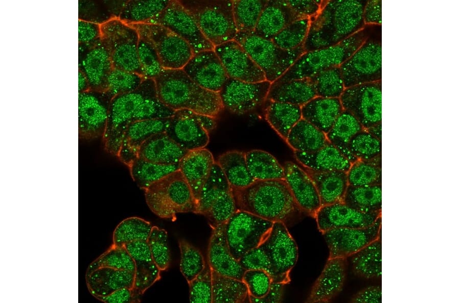 Immunofluorescence - Anti-CTBP2 Antibody [PCRP-CTBP2-2D11] (A248286) - Antibodies.com