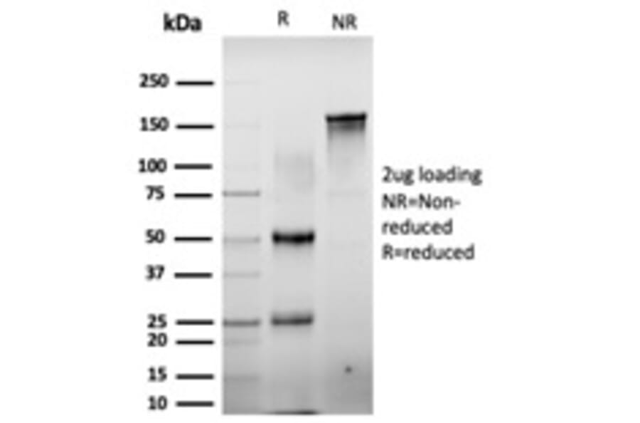 SDS-PAGE - Anti-CTBP2 Antibody [PCRP-CTBP2-2D11] (A248286) - Antibodies.com