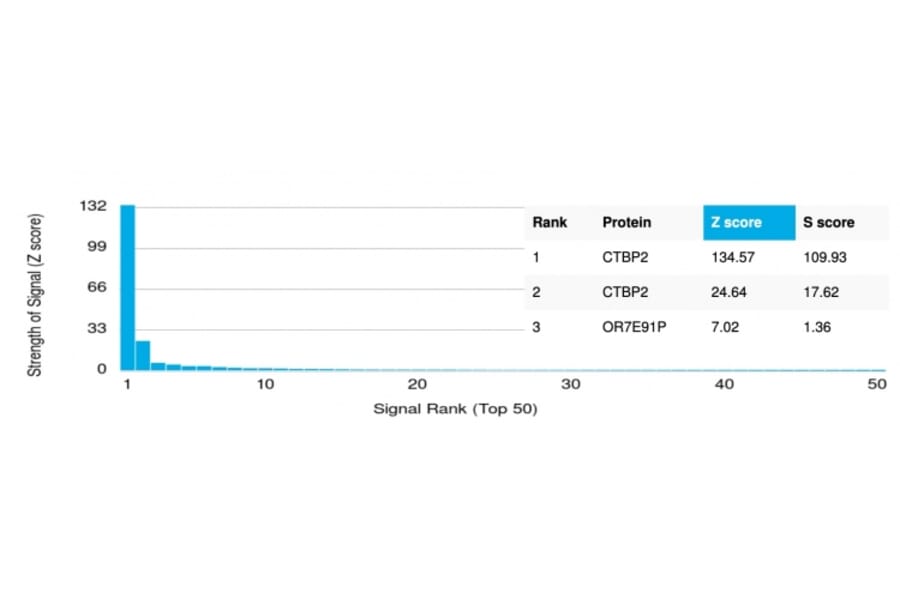 Protein Array - Anti-CTBP2 Antibody [PCRP-CTBP2-2D11] (A248285) - Antibodies.com