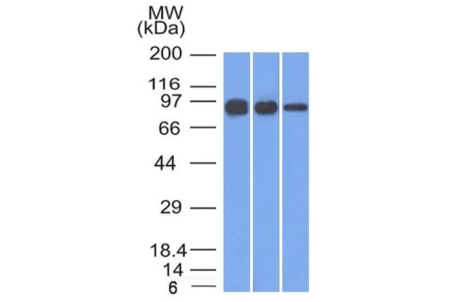 Western Blot - Anti-beta Catenin Antibody [12F7] (A248293) - Antibodies.com