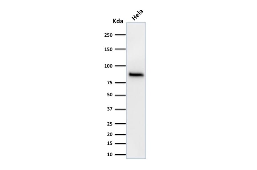 Western Blot - Anti-beta Catenin Antibody [15B8] (A248294) - Antibodies.com