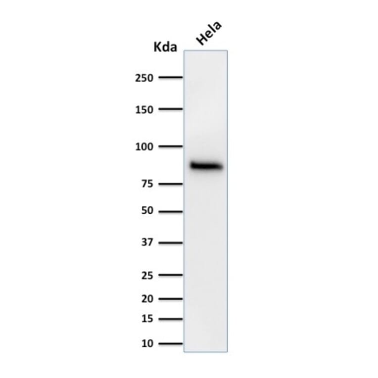 Western Blot - Anti-beta Catenin Antibody [15B8] (A248294) - Antibodies.com