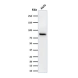Western Blot - Anti-beta Catenin Antibody [15B8] (A248294) - Antibodies.com