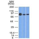 Western Blot - Anti-beta Catenin Antibody [9F2] (A248297) - Antibodies.com