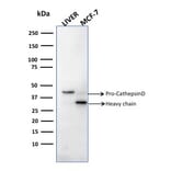 Western Blot - Anti-Cathepsin D Antibody [CTSD/2781] (A248304) - Antibodies.com