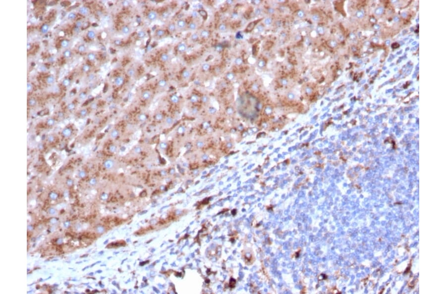 Immunohistochemistry - Anti-Cathepsin D Antibody [CTSD/3082] (A248305) - Antibodies.com