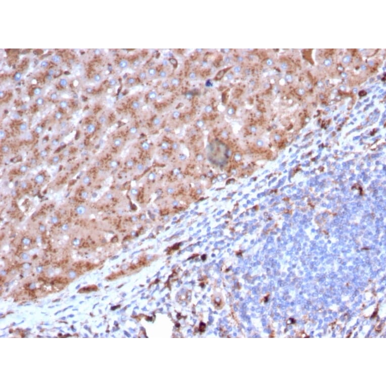 Immunohistochemistry - Anti-Cathepsin D Antibody [CTSD/3082] (A248305) - Antibodies.com