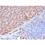 Immunohistochemistry - Anti-Cathepsin D Antibody [CTSD/3082] (A248305) - Antibodies.com