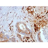 Immunohistochemistry - Anti-Cathepsin D Antibody [CTSD/3082] (A248305) - Antibodies.com