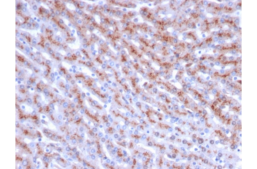 Immunohistochemistry - Anti-Cathepsin D Antibody [CTSD/3083] (A248306) - Antibodies.com