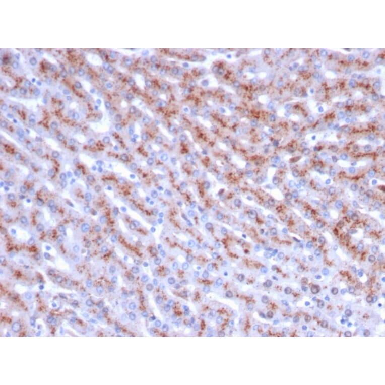 Immunohistochemistry - Anti-Cathepsin D Antibody [CTSD/3083] (A248306) - Antibodies.com