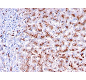 Immunohistochemistry - Anti-Cathepsin D Antibody [CTSD/3276] (A248308) - Antibodies.com