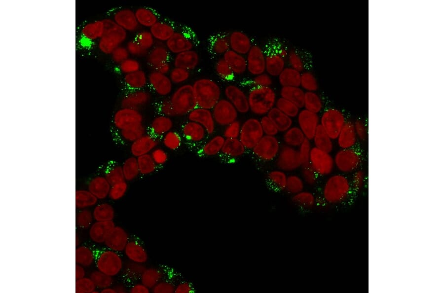 Immunofluorescence - Anti-Cathepsin D Antibody [CTSD/3276] (A248308) - Antibodies.com