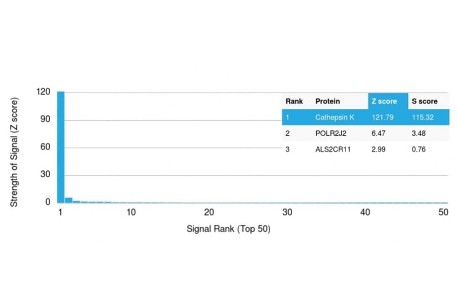 Protein Array - Anti-Cathepsin K Antibody [CTSK/2793] (A248310) - Antibodies.com