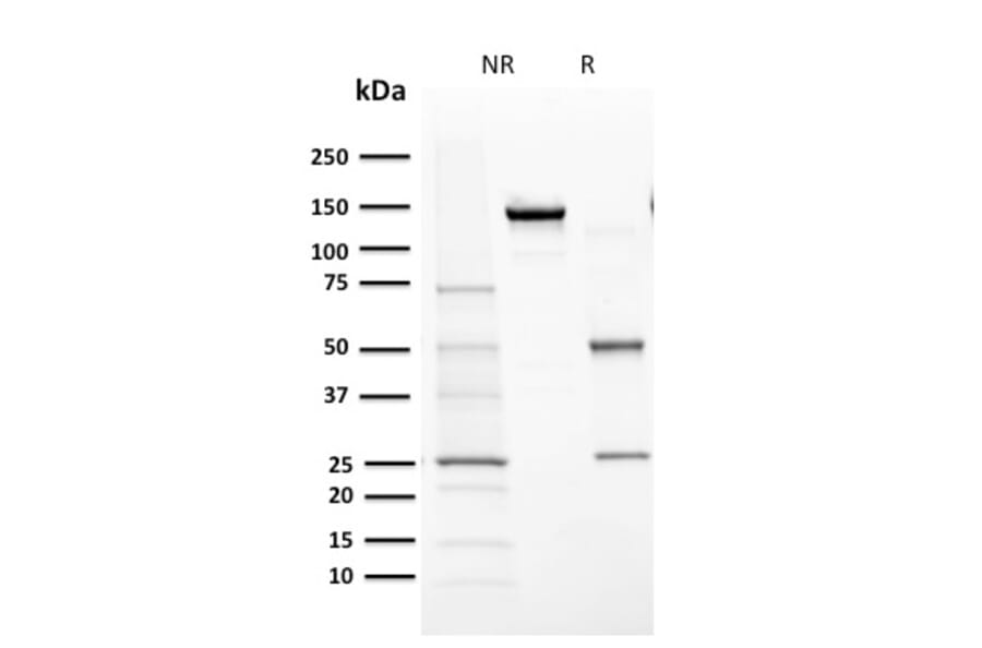 SDS-PAGE - Anti-Cytochrome P450 1A1 + 1A2 Antibody [MC1] (A248312) - Antibodies.com