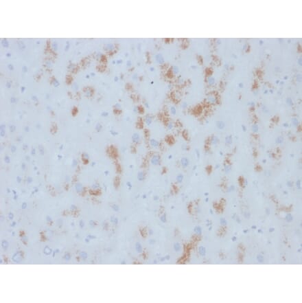 Immunohistochemistry - Anti-Cytochrome p450 Antibody [M12P4H2] (A248313) - Antibodies.com