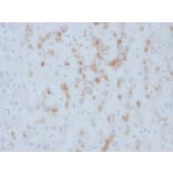 Immunohistochemistry - Anti-Cytochrome p450 Antibody [M12P4H2] (A248313) - Antibodies.com