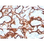 Immunohistochemistry - Anti-Aromatase Antibody [CYP19A1/4257] (A248314) - Antibodies.com