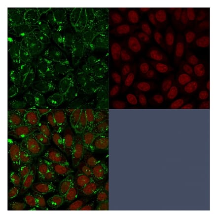 Immunofluorescence - Anti-CD55 Antibody [F4-29D9] (A248316) - Antibodies.com