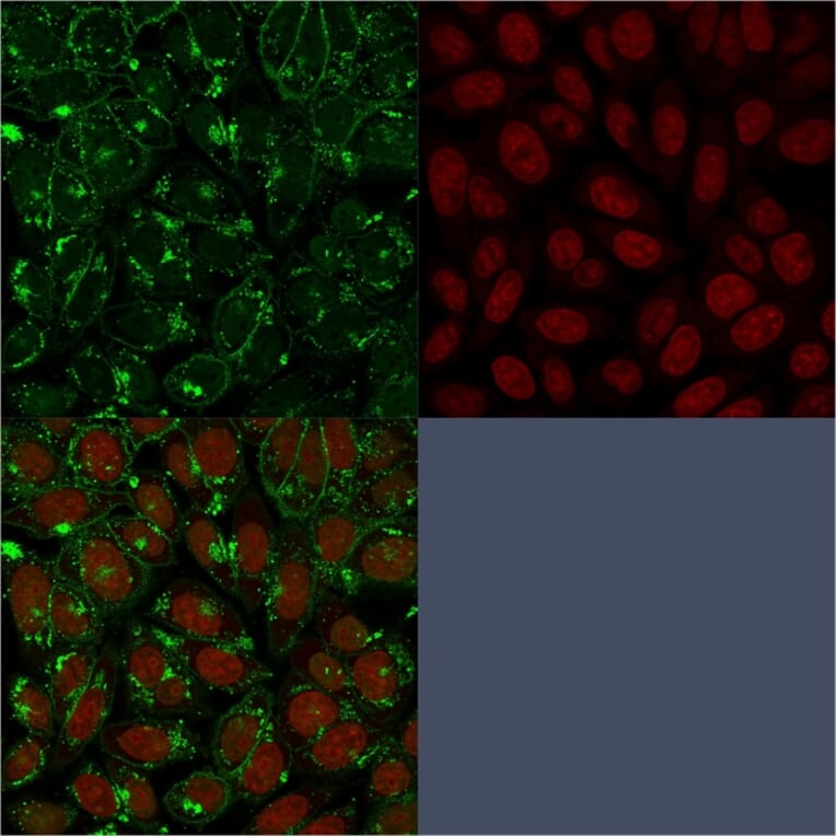 Immunofluorescence - Anti-CD55 Antibody [F4-29D9] (A248316) - Antibodies.com