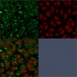 Immunofluorescence - Anti-CD55 Antibody [F4-29D9] (A248316) - Antibodies.com