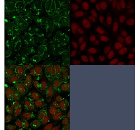 Immunofluorescence - Anti-CD55 Antibody [143-30] (A248317) - Antibodies.com
