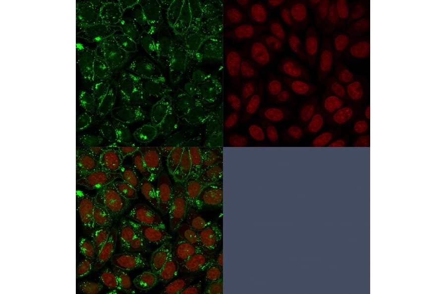 Immunofluorescence - Anti-CD55 Antibody [143-30] (A248317) - Antibodies.com