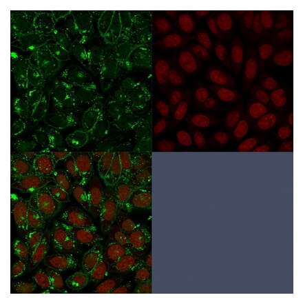 Immunofluorescence - Anti-CD55 Antibody [143-30] (A248317) - Antibodies.com