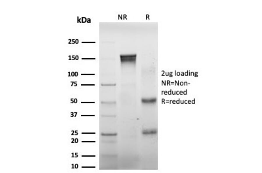 SDS-PAGE - Anti-DAXX Antibody [PCRP-DAXX-8B7] (A248318) - Antibodies.com