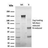 SDS-PAGE - Anti-DAXX Antibody [PCRP-DAXX-8B7] (A248318) - Antibodies.com