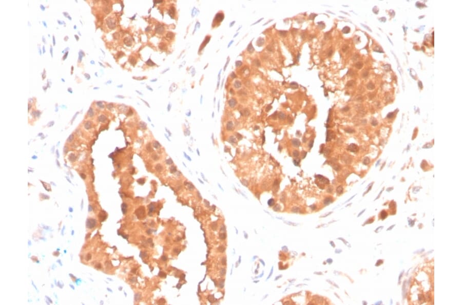 Immunohistochemistry - Anti-DAZL Antibody [DAZL/4253] (A248319) - Antibodies.com