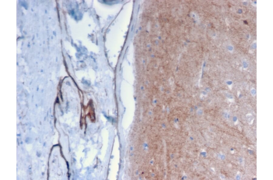 Immunohistochemistry - Anti-Drebrin Antibody [DBN1/2879] (A248321) - Antibodies.com