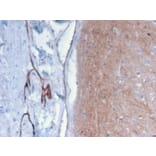Immunohistochemistry - Anti-Drebrin Antibody [DBN1/2879] (A248321) - Antibodies.com