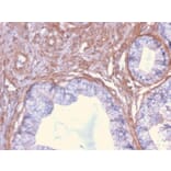Immunohistochemistry - Anti-Drebrin Antibody [DBN1/2879] (A248321) - Antibodies.com