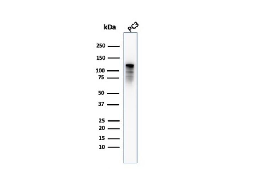 Western Blot - Anti-Drebrin Antibody [DBN1/2879] (A248321) - Antibodies.com