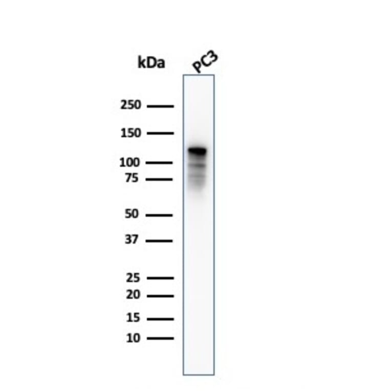 Western Blot - Anti-Drebrin Antibody [DBN1/2879] (A248321) - Antibodies.com
