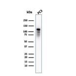 Western Blot - Anti-Drebrin Antibody [DBN1/2879] (A248321) - Antibodies.com