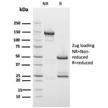 SDS-PAGE - Anti-Drebrin Antibody [DBN1/2879] (A248321) - Antibodies.com