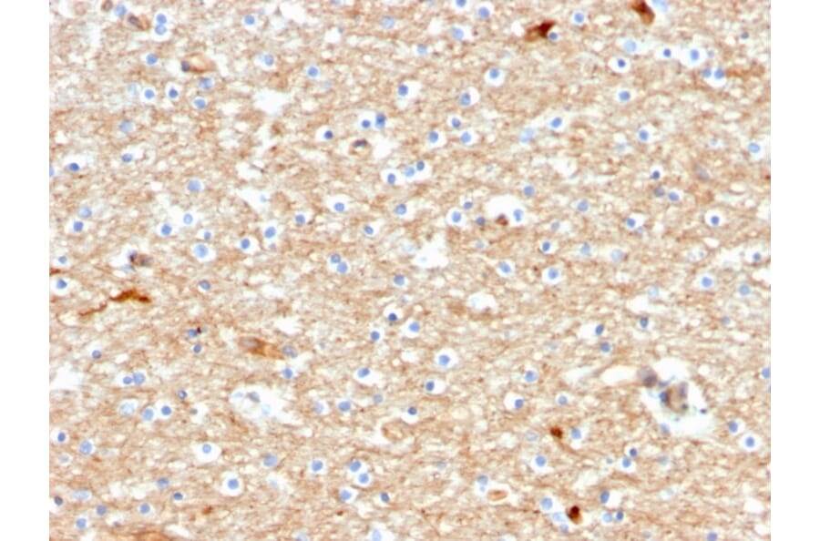 Immunohistochemistry - Anti-Drebrin Antibody [DBN1/2880] (A248322) - Antibodies.com