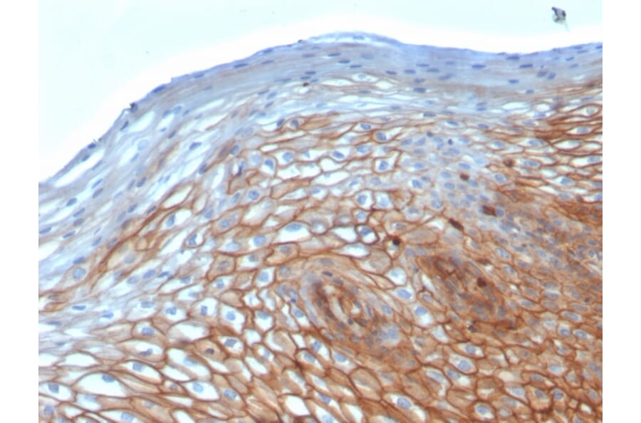 Immunohistochemistry - Anti-Drebrin Antibody [DBN1/2880] (A248322) - Antibodies.com