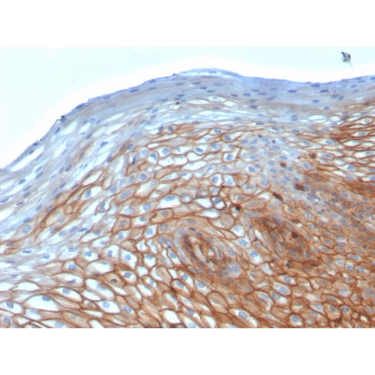 Immunohistochemistry - Anti-Drebrin Antibody [DBN1/2880] (A248322) - Antibodies.com